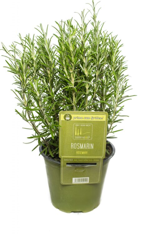 BYLINKY Rosmarinus officinalis P14–Rozmarýn lékařský - Obrázek 1