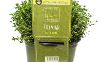 BYLINKY Thymus vulgaris Faustinoi_P 14