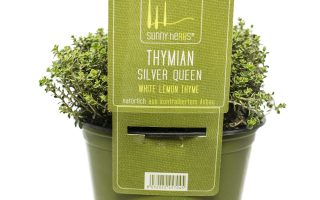 BYLINKY Thymus citr. Silver Queen, P 14