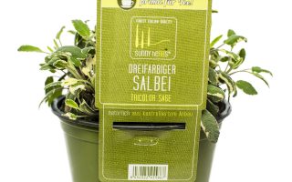 BYLINKY Salvia officinalis P14–TRICOLOR, šalvěj lékařská