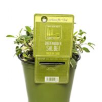 BYLINKY Salvia officinalis P14–TRICOLOR, šalvěj lékařská