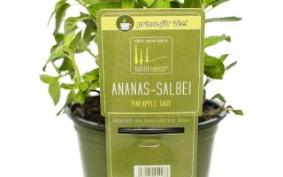 BYLINKY Salvia elegans, P 14, Šalvěj ananasová