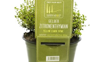 BYLINKY Thymus pulegioides 'Aureus',  P14, žlutý