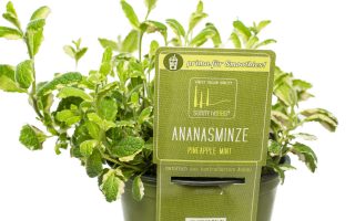 BYLINKY Mentha suaveolens, P 14 – ANANAS