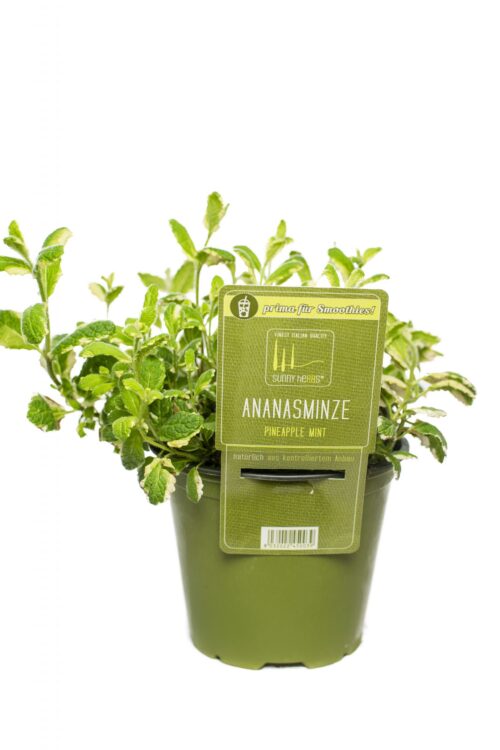 BYLINKY Mentha suaveolens, P 14 – ANANAS - Obrázek 1
