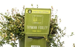 BYLINKY Thymus pulegioides 'Foxley'