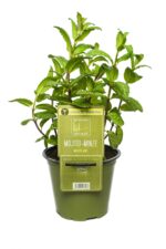 BYLINKY Mentha Mojito P 14 – máta Mojito