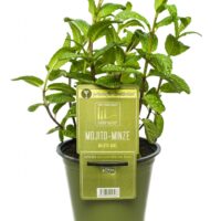 BYLINKY Mentha Mojito P 14 – máta Mojito