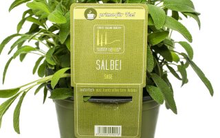 BYLINKY Salvia officinalis P 14