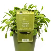 BYLINKY Salvia officinalis P14–ICTERINA, šalvěj lékařská