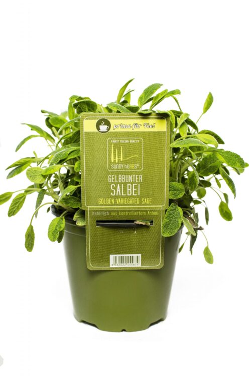 BYLINKY Salvia officinalis P14–ICTERINA, šalvěj lékařská - Obrázek 1