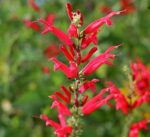 BYLINKY Salvia elegans, P 14, Šalvěj ananasová - Obrázek 4