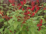 BYLINKY Salvia elegans, P 14, Šalvěj ananasová - Obrázek 3