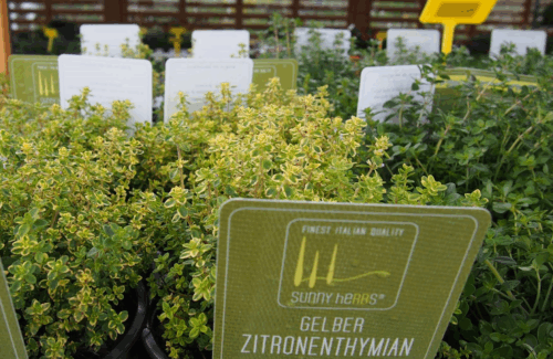 BYLINKY Thymus pulegioides 'Aureus',  P14, žlutý - Image 2