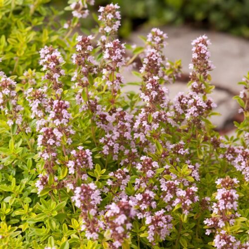 BYLINKY Thymus pulegioides 'Aureus',  P14, žlutý - Image 3