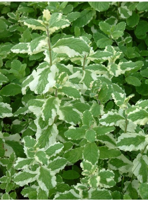 BYLINKY Mentha suaveolens, P 14 – ANANAS - Obrázek 4