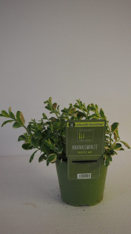 BYLINKY Mentha suaveolens, P 14 – ANANAS - Obrázek 3