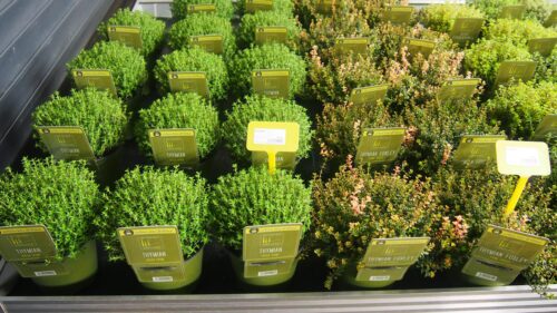 BYLINKY Thymus pulegioides 'Foxley' - Obrázek 2
