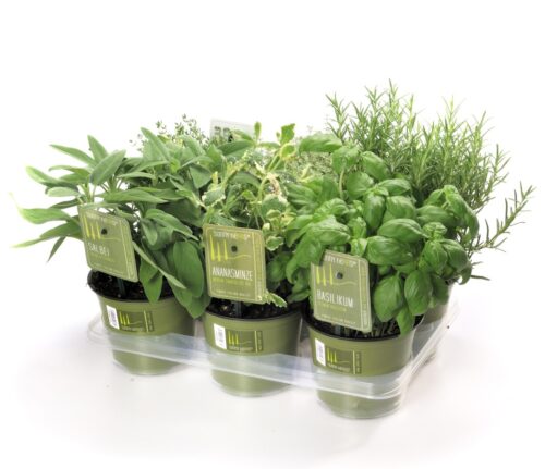 BYLINKY Mentha suaveolens, P 14 – ANANAS - Obrázek 2