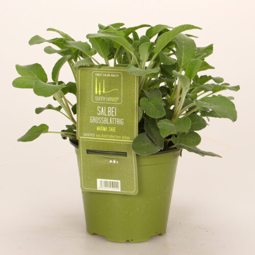 BYLINKY Salvia officinalis – Šalvěj velkolistá, P 14 - Obrázek 2