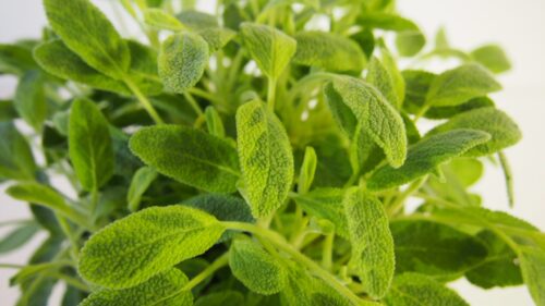 BYLINKY Salvia officinalis P14–ICTERINA, šalvěj lékařská - Obrázek 4
