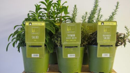 BYLINKY Salvia officinalis P 14 - Obrázek 6