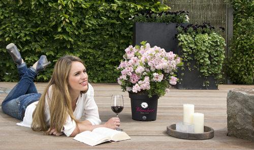Rhododendron micranthum ´Bloombux´ ® – INKARHO , EXKLUSIV !! - Obrázek 2