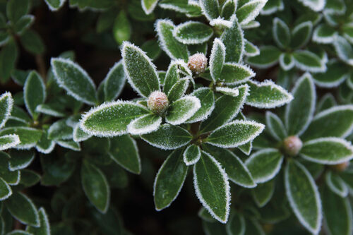 Rhododendron micranthum ´Bloombux´ ® – INKARHO , EXKLUSIV !! - Obrázek 18