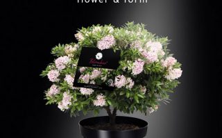 Rhododendron micranthum 'Nugget by Bloombux'®