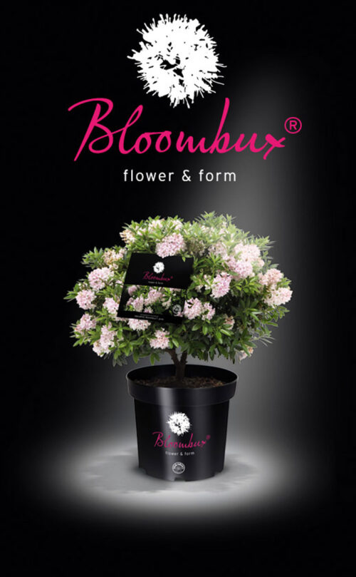 Rhododendron micranthum ´Bloombux´ ® – INKARHO , EXKLUSIV !! - Obrázek 21
