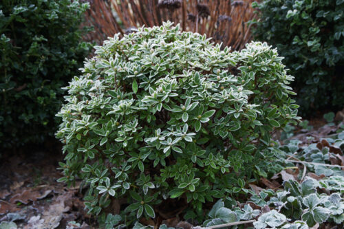 Rhododendron micranthum ´Bloombux´ ® – INKARHO , EXKLUSIV !! - Obrázek 16