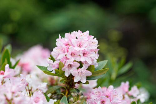 Rhododendron micranthum ´Bloombux´ ® – INKARHO , EXKLUSIV !! - Obrázek 12