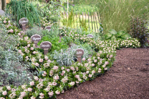Rhododendron micranthum ´Bloombux´ ® – INKARHO , EXKLUSIV !! - Obrázek 17