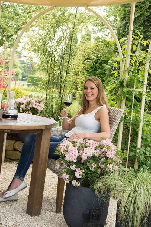 Rhododendron micranthum ´Bloombux´ ® – INKARHO , EXKLUSIV !! - Obrázek 19