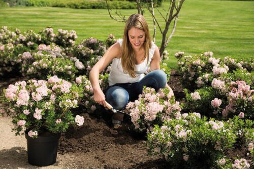 Rhododendron micranthum ´Bloombux´ ® – INKARHO , EXKLUSIV !! - Obrázek 11