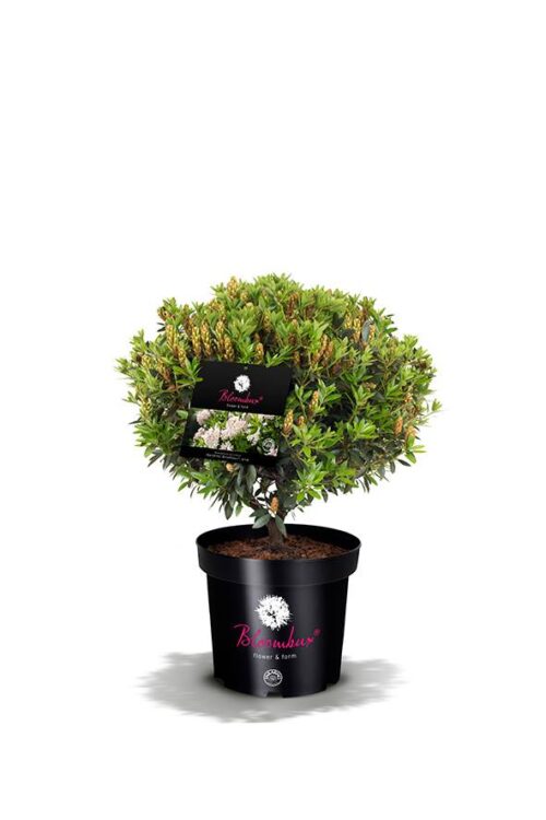 Rhododendron micranthum ´Bloombux´ ® – INKARHO , EXKLUSIV !! - Obrázek 22