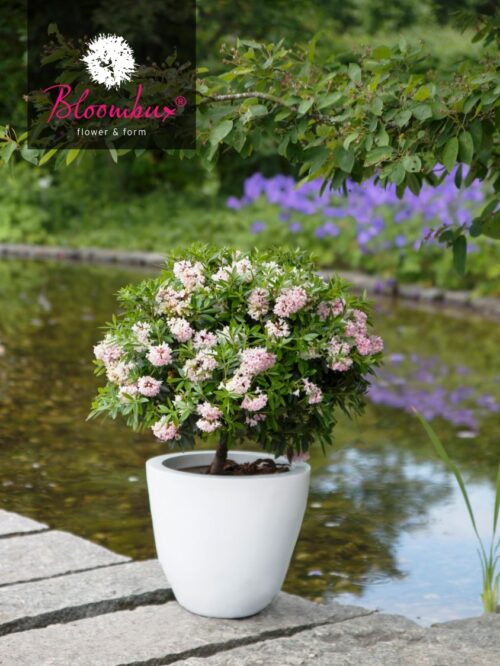 Rhododendron micranthum ´Bloombux´ ® – INKARHO , EXKLUSIV !! - Obrázek 10