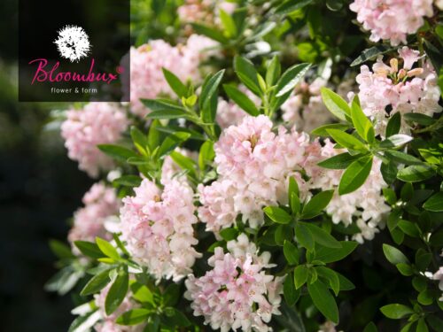 Rhododendron micranthum ´Bloombux´ ® – INKARHO , EXKLUSIV !! - Obrázek 8