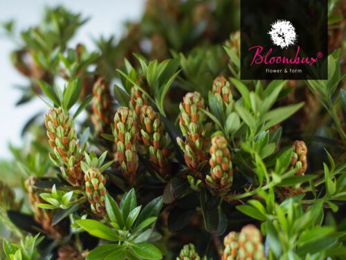 Rhododendron micranthum ´Bloombux´ ® – INKARHO , EXKLUSIV !! - Obrázek 9
