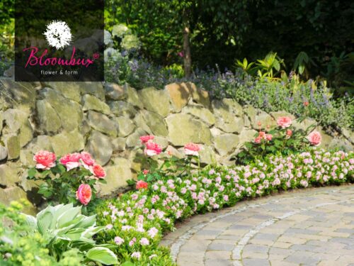 Rhododendron micranthum ´Bloombux´ ® – INKARHO , EXKLUSIV !! - Obrázek 7
