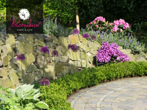 Rhododendron micranthum ´Bloombux´ ® – INKARHO , EXKLUSIV !! - Obrázek 6