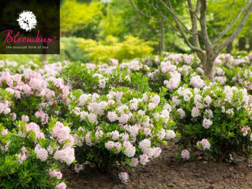 Rhododendron micranthum ´Bloombux´ ® – INKARHO , EXKLUSIV !! - Obrázek 5