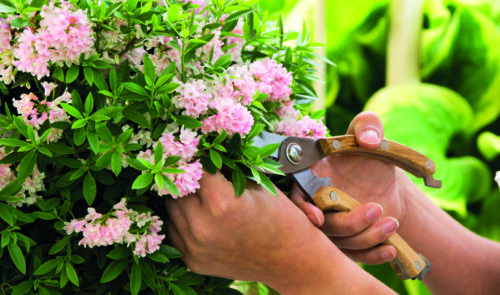 Rhododendron micranthum ´Bloombux´ ® – INKARHO , EXKLUSIV !! - Obrázek 4