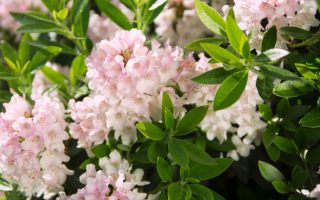 Rhododendron micranthum 'Bloombux'® – INKARHO , EXKLUSIV !!