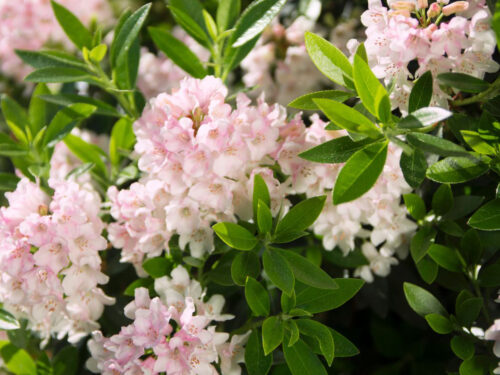 Rhododendron micranthum ´Bloombux´ ® – INKARHO , EXKLUSIV !! - Obrázek 1