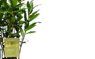 Laurus nobilis | Vavřín ušlechtilý