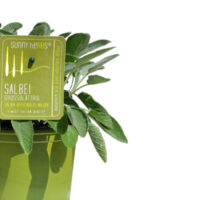 BYLINKY Salvia officinalis – Šalvěj velkolistá, P 14