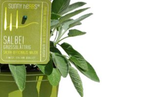 BYLINKY Salvia officinalis – Šalvěj velkolistá, P 14