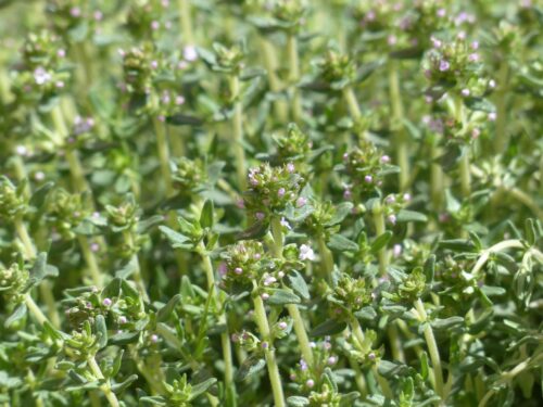 BYLINKY Thymus vulgaris Faustinoi_P 14 - Obrázek 5