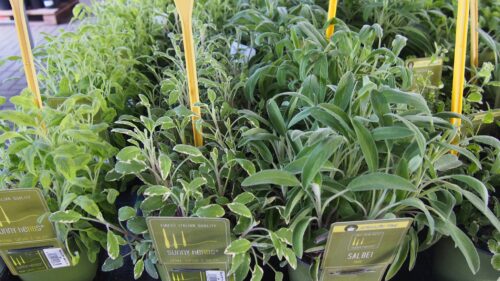 BYLINKY Salvia officinalis P14–ICTERINA, šalvěj lékařská - Obrázek 3